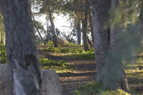 Griffith Park Redwoods - Cedar Grove - Cedar Grove (12/10/2021 - Credits: Leo Fialho)
