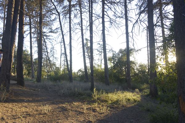 Griffith Park Redwoods - Cedar Grove - Cedar Grove (12/10/2021 - Credits: Leo Fialho)