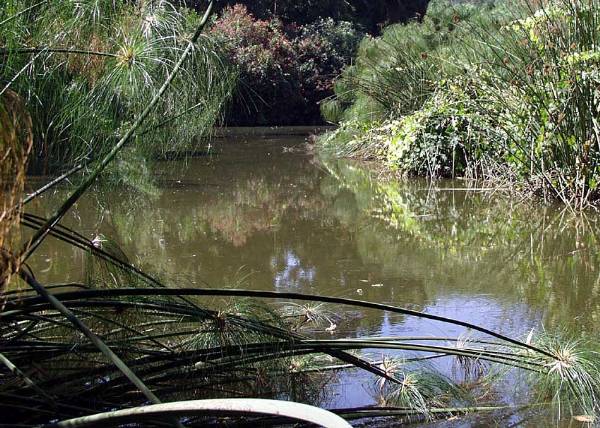 Los Angeles County Arboretum (12/31/2003)