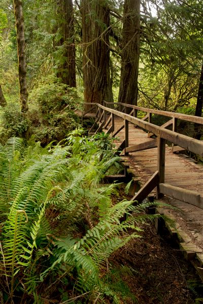 Prairie Creek Redwoods State Park (SP) within the Redwood National and State Parks (4/14/2014 - Credits: Brian Baer)