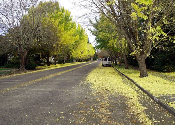 McDonald Avenue Neighborhood (12/31/2003)