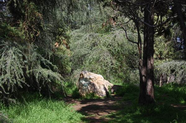 Griffith Park Redwoods - Cedar Grove (6/14/2011 - Credits: David Golden)