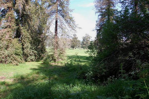 Griffith Park Redwoods - Cedar Grove (6/14/2011 - Credits: David Golden)