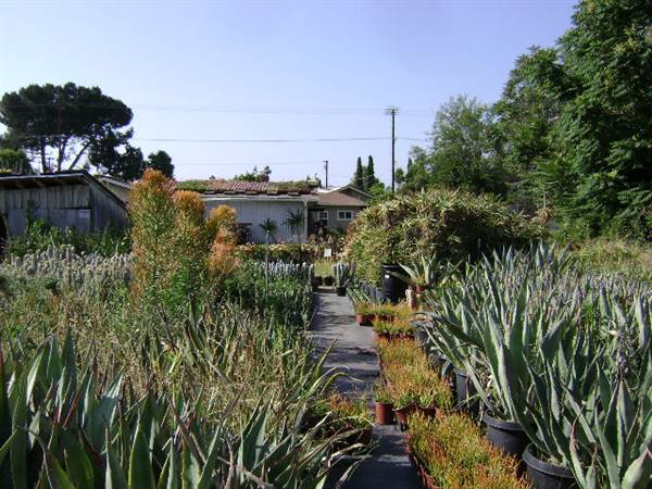 California Nursery Specialties - Cactus Ranch (6/22/2011 - Credits: J. Steven Witkowski)