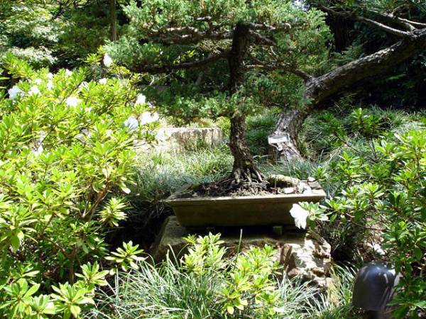 Earl Burns Miller Japanese Garden - California State University Long Beach - CSULB (9/11/2008)