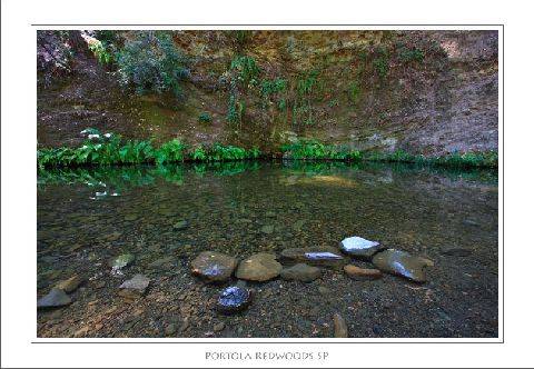Portola Redwoods State Park (SP) (1/20/2009)