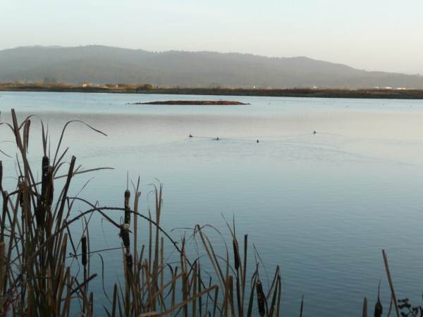 Arcata Marsh and Wildlife Sanctuary (1/20/2014)