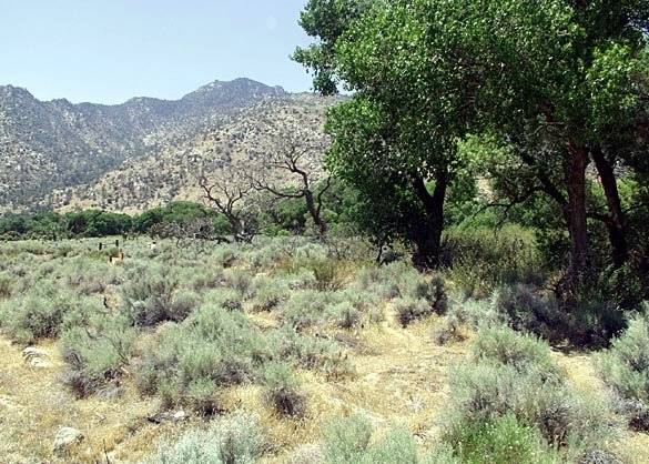 Canebrake Ecological Reserve - California Department of Fish and Wildlife (CDFW) (12/31/2003)