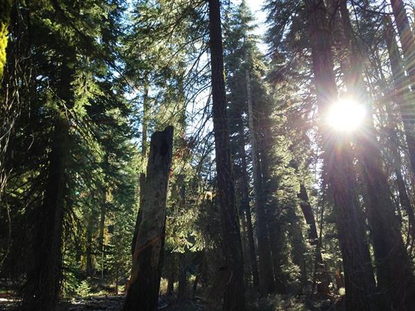 Burton Creek State Park (SP) (1/14/2016 - Credits: http://parks.ca.gov/?page_id=512)