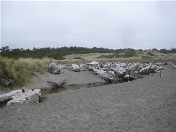Kellogg Beach (1/20/2016 - Credits: http://www.parks.ca.gov/ImageGallery/?page_id=430)