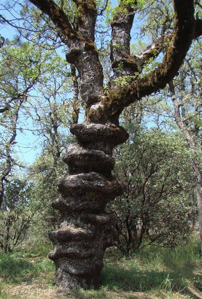 Henry W. Coe State Park (SP) - http://stateparkclosurestrip.blogspot.com/ (3/2/2016 - Credits: Photo courtesy of Lucy D'Mot)