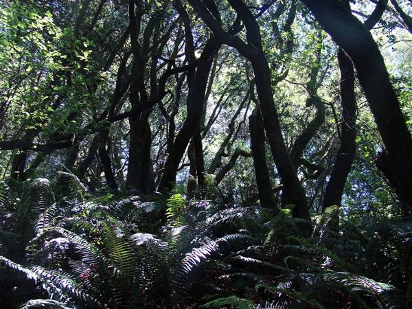 Samuel P. Taylor State Park (SP) - http://stateparkclosurestrip.blogspot.com/ (3/3/2016 - Credits: Photo courtesy of Lucy D'Mot)