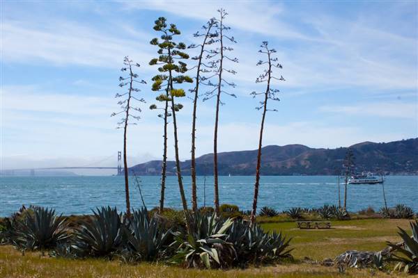 Angel Island State Park (SP) (3/9/2016 - Credits: Photo courtesy of Marin Convention & Visitors Bureau)
