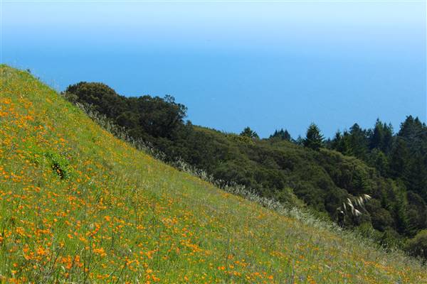 Mount Tamalpais State Park (SP) (3/9/2016 - Credits: Photo courtesy of Marin Convention & Visitors Bureau)