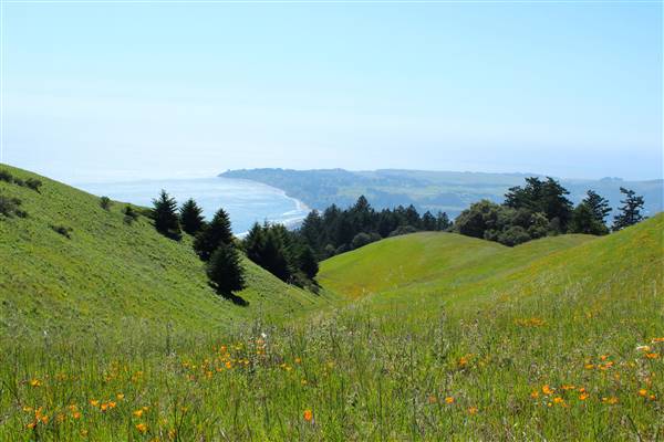 Mount Tamalpais State Park (SP) (3/9/2016 - Credits: Photo courtesy of Marin Convention & Visitors Bureau)