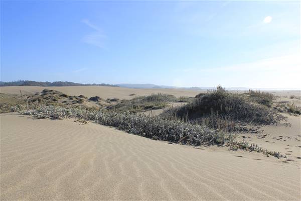 Westport-Union Landing State Beach (SB) (10/26/2011 - Credits: By Agathe B [CC BY-SA 2.0 (http://creativecommons.org/licenses/by-sa/2.0)], via Wikimedia Commons)