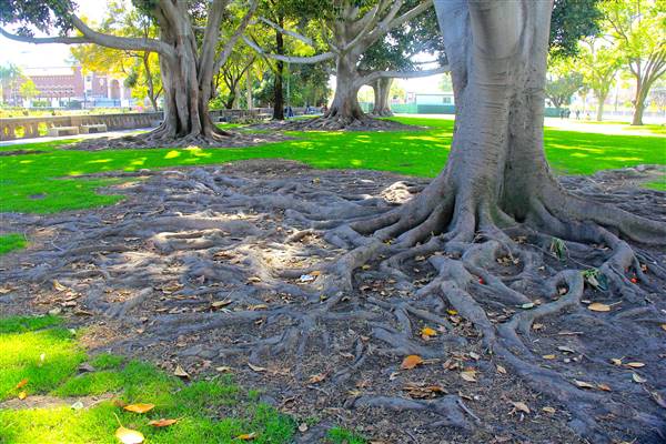 Exposition Park Rose Garden (5/16/2016 - Credits: By MikeJiroch (Own work) [CC BY-SA 3.0 (http://creativecommons.org/licenses/by-sa/3.0)], via Wikimedia Commons)