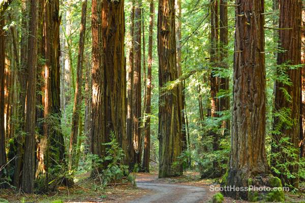 Armstrong Redwoods State Natural Reserve (SNR) (2/10/2013 - Credits: "13-Feb_86x-72 by Scott Hess [ (CC BY-NC 2.0) https://creativecommons.org/licenses/by-nc/2.0/]  https://www.flickr.com/photos/scotthessphoto/)