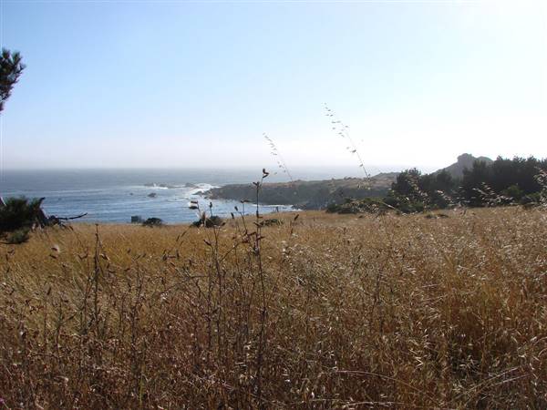 Salt Point State Park (SP) (7/18/2009 - Credits: Salt Point State Park' by Amy Meredith (CC BY-ND 2.0) [https://creativecommons.org/licenses/by-nd/2.0/legalcode] https://www.flickr.com/photos/jjandames/)