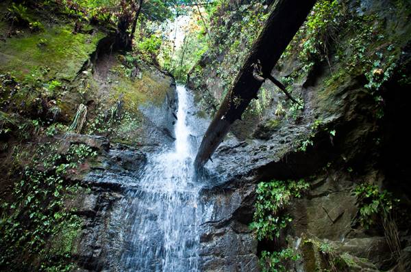 Forest of Nisene Marks State Park (SP), The (12/9/2012 - Credits: "Forest of Nisene Marks" Image by Davidlohr Bueso (CC BY 2.0)[https://creativecommons.org/licenses/by/2.0/legalcode]https://www.flickr.com/photos/daverugby83/)