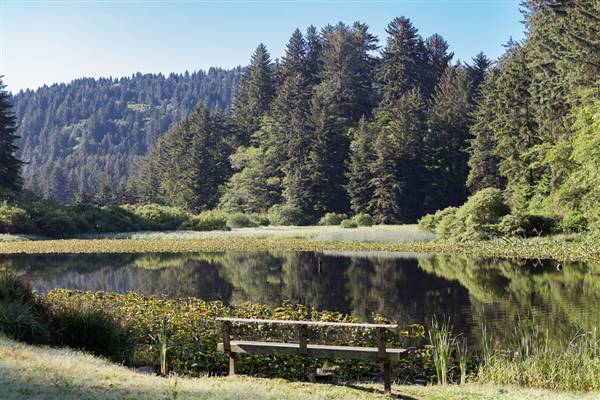 Del Norte Coast Redwoods State Park (SP) within the Redwood National and State Parks (5/17/2016 - Credits: "HWY 101 - Del Norte Coast Redwoods State Park" by Trevor Bexon (CC BY 2.0) [https://creativecommons.org/licenses/by/2.0/legalcode]https://www.flickr.com/photos/trevorbexon/)