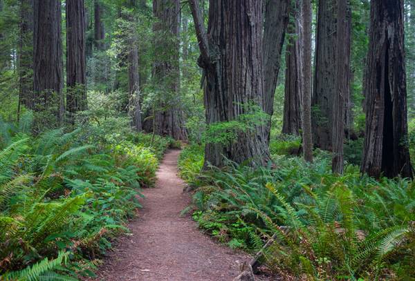 Redwood National & State Parks (4/3/2016 - Credits: "Lady Bird Johnson Grove" by Troy Smith (CC BY-NC-ND 2.0)[https://creativecommons.org/licenses/by-nc-nd/2.0/legalcode]https://www.flickr.com/photos/high_trails/)