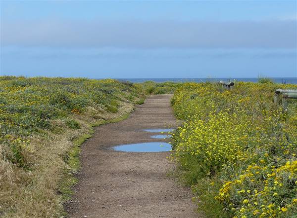 Montana de Oro State Park (SP) (6/5/2009 - Credits: "Bluff Trail" by Joyce Cory (CC BY 2.0)[https://creativecommons.org/licenses/by/2.0/legalcode]https://www.flickr.com/photos/docentjoyce/)