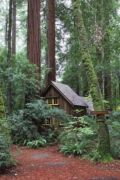 John B. Dewitt Redwoods State National Reserve (SNR) (8/4/2016 - Credits: Photograph courtesy of David Baselt | http://www.redwoodhikes.com/Dewitt/Dewitt.html)