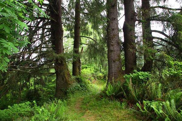 Del Norte Coast Redwoods State Park (SP) within the Redwood National and State Parks (8/4/2016 - Credits: Photograph courtesy of David Baselt - http://www.redwoodhikes.com/DelNorte/DelNorte.html)
