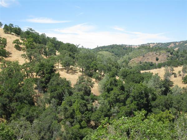 Henry W. Coe State Park (SP) (6/19/2010 - Credits: "Henry W Coe State Park - hill & sky" by Joan C Wrenn (CC BY-NC-ND 2.0) [https://creativecommons.org/licenses/by-nc-nd/2.0/legalcode]https://www.flickr.com/photos/jcwrenn/)