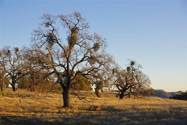 Henry W. Coe State Park (SP) (12/4/2011 - Credits: "2011-12-04 Morgan Hill, Henry W. Coe State Wilderness Park 044.jpg" by Allie Caulfield (CC BY 2.0)[https://creativecommons.org/licenses/by/2.0/legalcode]https://www.flickr.com/photos/wm_archiv/)