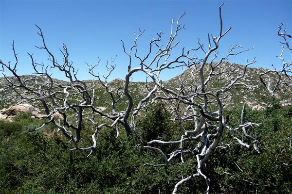 Cuyamaca Rancho State Park (SP), Lake Cuyamaca and Grand Valley Rapids (6/25/2011 - Credits: "Cuyamaca Rancho State Park, CA" by Herb Neufeld (CC BY 2.0)[https://creativecommons.org/licenses/by/2.0/legalcode]https://www.flickr.com/photos/oggiedog/)