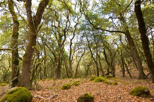 Trione-Annadel State Park (SP) (9/20/2014 - Credits: "Trees at Annadel State Park" by Harminder Dhesi (CC BY-ND 2.0)[https://creativecommons.org/licenses/by-nd/2.0/legalcode]https://www.flickr.com/photos/harmyd/)