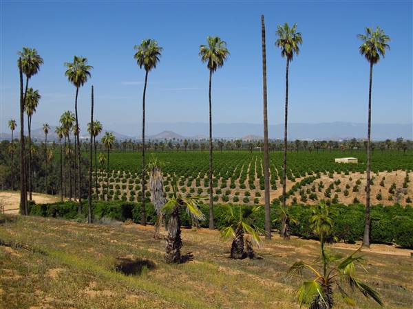 California Citrus State Historic Park (SHP) (3/24/2013 - Credits: "California Citrus State Historic Park" by Flickr User: Jasperdo (CC BY-NC-ND 2.0)[https://creativecommons.org/licenses/by-nc-nd/2.0/legalcode]https://www.flickr.com/photos/mytravelphotos/)
