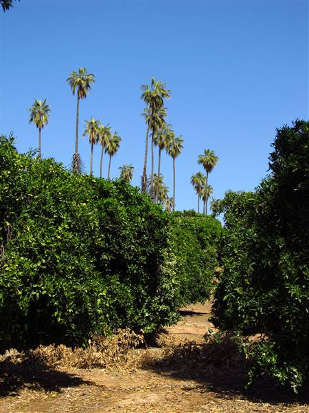 California Citrus State Historic Park (SHP) (3/24/2013 - Credits: "California Citrus State Historic Park" by Flickr User: Jasperdo (CC BY-NC-ND 2.0)[https://creativecommons.org/licenses/by-nc-nd/2.0/legalcode]https://www.flickr.com/photos/mytravelphotos/)