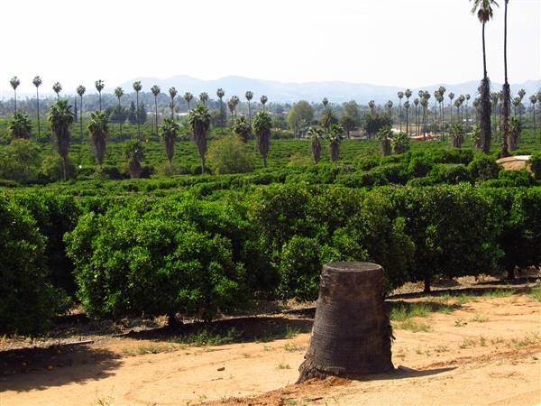 California Citrus State Historic Park (SHP) (3/24/2013 - Credits: "California Citrus State Historic Park" by Flickr User: Jasperdo (CC BY-NC-ND 2.0)[https://creativecommons.org/licenses/by-nc-nd/2.0/legalcode]https://www.flickr.com/photos/mytravelphotos/)