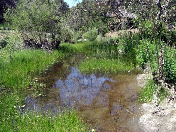 Santa Rosa Plateau Ecological Reserve - Riverside County & California Department of Fish & Wildlife (CDFW) (5/20/2010 - Credits: "Cole Creek" by Roy Randall (CC BY-NC-ND 2.0)[https://creativecommons.org/licenses/by-nc-nd/2.0/legalcode]https://www.flickr.com/photos/zeroy/)