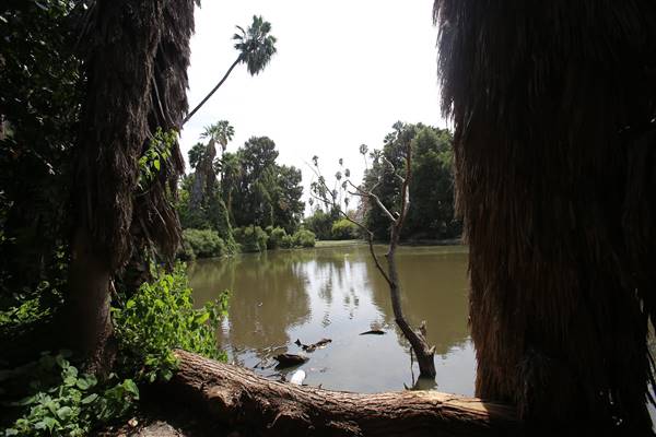 Los Angeles County Arboretum (11/3/2016 - Credits: Photo courtesy of Kris Bunting)