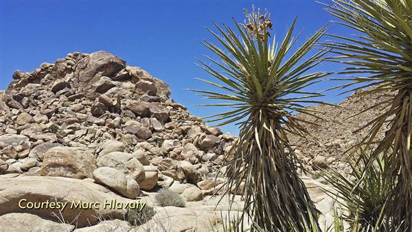 Desert View Conservation Area (4/28/2014 - Credits: Marc Hlavaty)