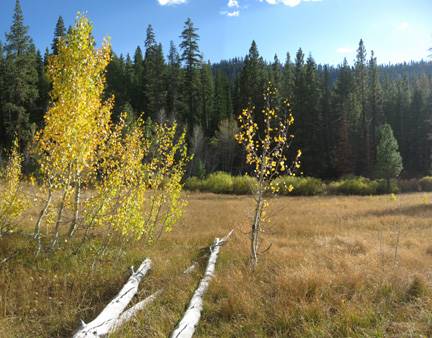 Aspens Near Highway 267 US Forest Service (4/13/2017)