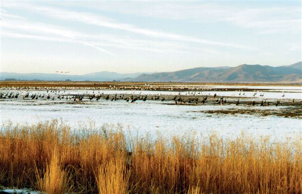Shasta County Agricultural (1/19/2018)