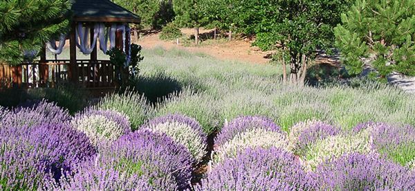 Shasta County Gardens (1/22/2018)