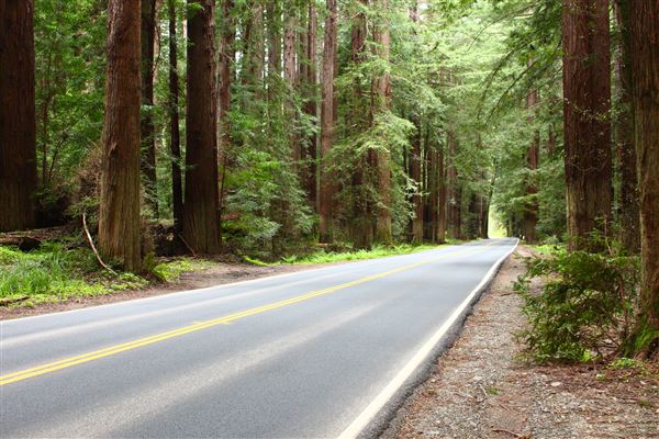 Highway 128 - Anderson Valley corridor - Highway 128 - through Navarro River Redwoods State Park (after Anderson Valley) (4/5/2017 - Credits: Kellen Lim)