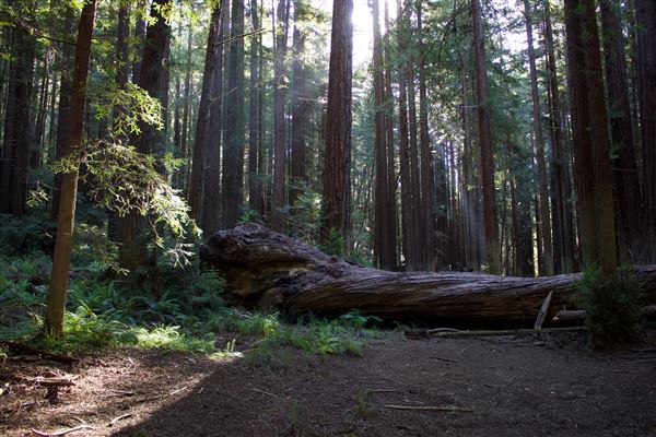 Navarro River Redwoods State Park (SP) (5/13/2018 - Credits: Kellen Lim)