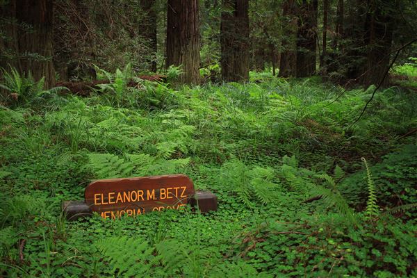 Navarro River Redwoods State Park (SP) (5/15/2018 - Credits: Kellen Lim)