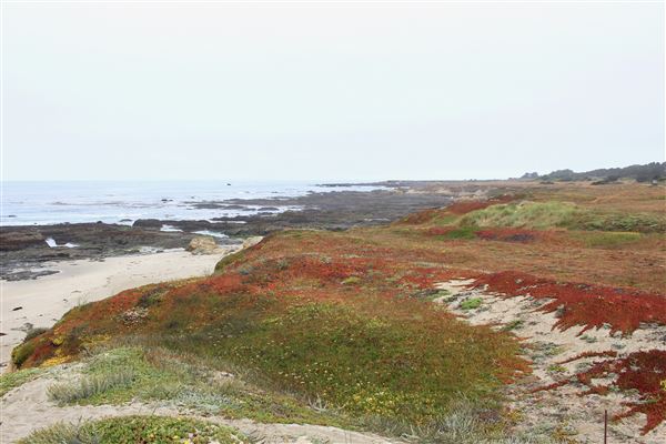 Haul Road Coastal Trail (MacKerricher State Park) (7/16/2018 - Credits: Kellen Lim)
