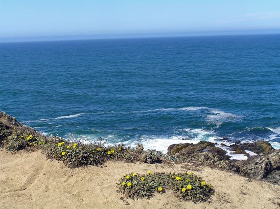 Bodega Bay Coast (7/25/2018)