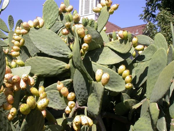 Luther Burbank Home & Gardens (7/25/2018)