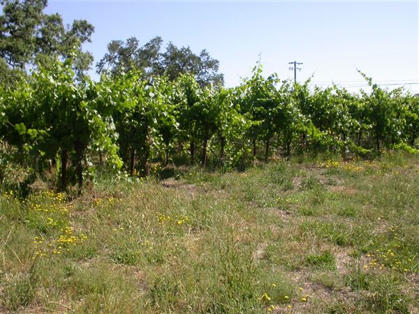Olivet Grange Vineyard (7/25/2018)