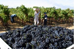 Olivet Grange Vineyard (7/25/2018)